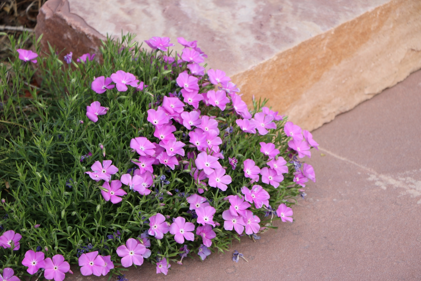 Santa Fe Phlox